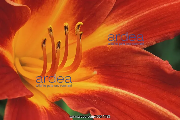  : Daylily, Hemerocallis Cynthia May