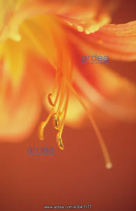 : Daylily, Hemerocallis : Daylily, Hemerocallis