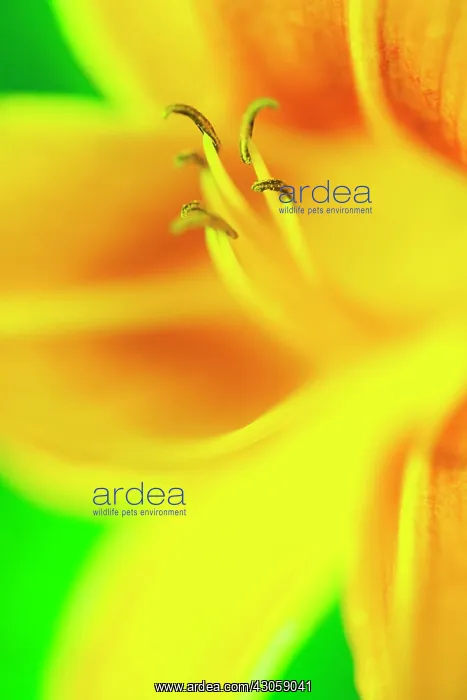 : Daylily, Hemerocallis : Daylily, Hemerocallis