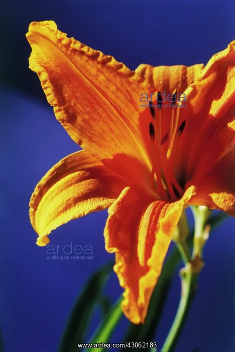 : Daylily, Hemerocallis Burning gold