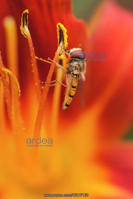 : Daylily. Marmalade Hoverfly (Episyrphus balteatus) feeding on a Daylily : Daylily. Marmalade Hoverfly (Episyrphus balteatus) feeding on a Daylily