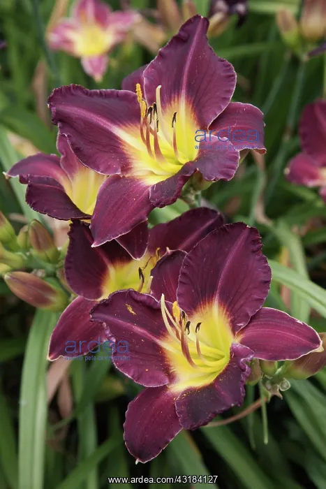 : Daylily, Hemerocallis Bela Lugosa, Front view : Daylily, Hemerocallis Bela Lugosa, Front view