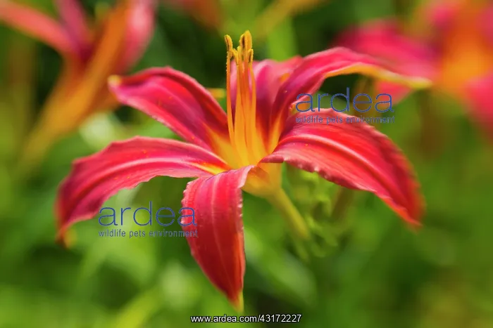 : Daylily, Hemerocallis, red flower showing its long upright s : Daylily, Hemerocallis, red flower showing its long upright s