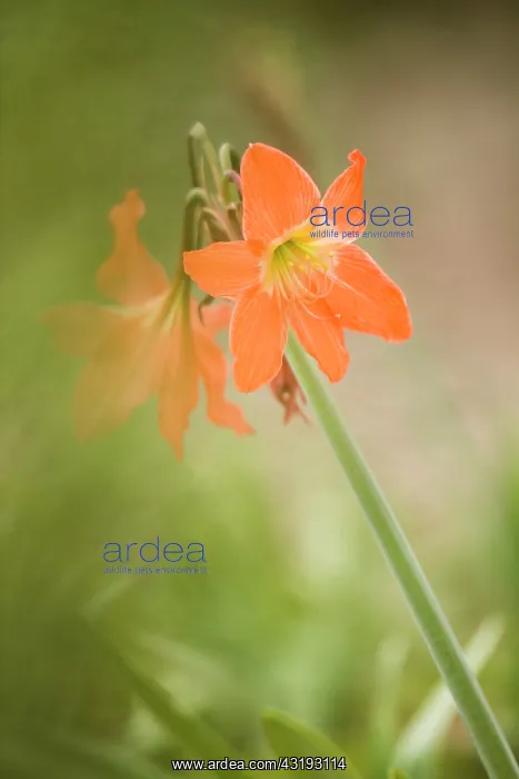 : Daylily (Hemerocallis sp) flowers - Botanical Garden : Daylily (Hemerocallis sp) flowers - Botanical Garden