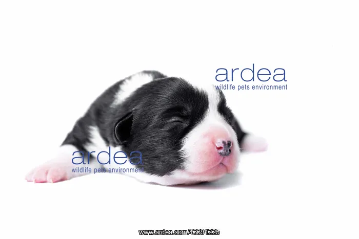 : Ten days old excellent puppies of the Welsh Corgi : Ten days old excellent puppies of the Welsh Corgi