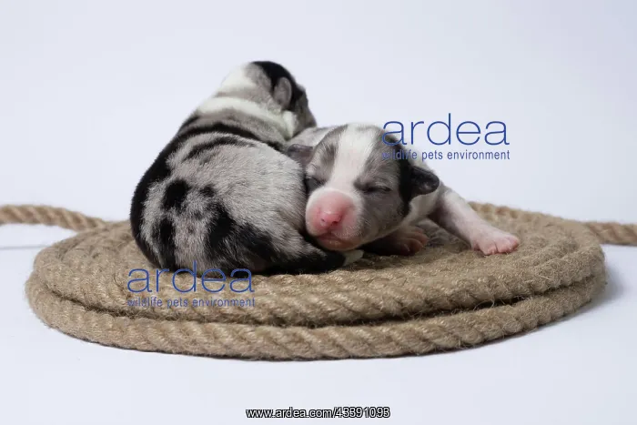 : Ten days old puppies of the Welsh Corgi Pembroke : Ten days old puppies of the Welsh Corgi Pembroke