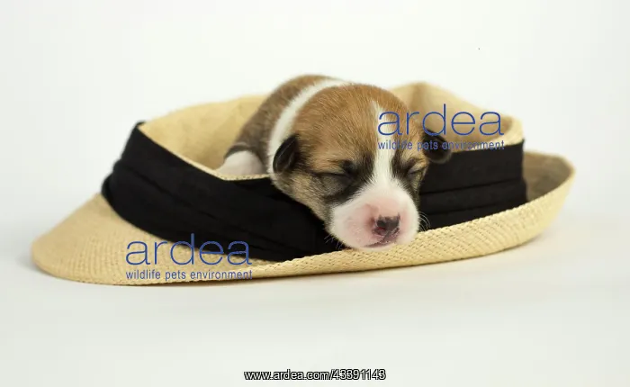 : Ten days old puppies of the Welsh Corgi Pembroke : Ten days old puppies of the Welsh Corgi Pembroke
