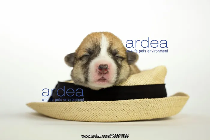 : Ten days old puppies of the Welsh Corgi Pembroke : Ten days old puppies of the Welsh Corgi Pembroke