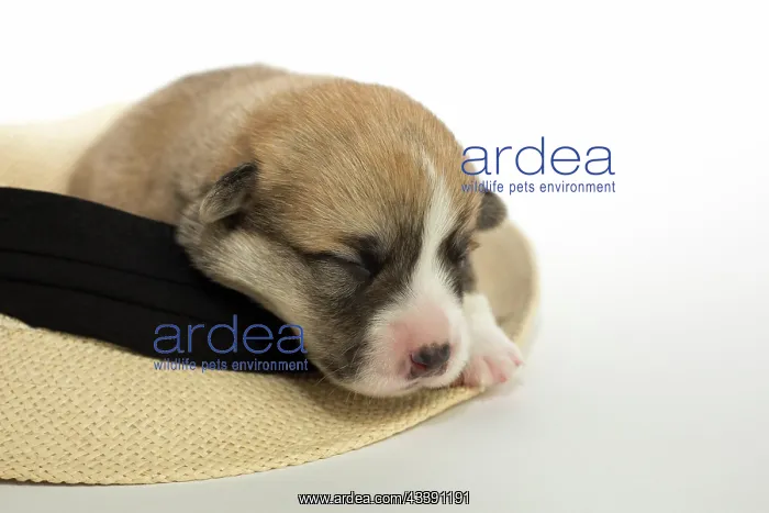 : Ten days old puppies of the Welsh Corgi Pembroke : Ten days old puppies of the Welsh Corgi Pembroke