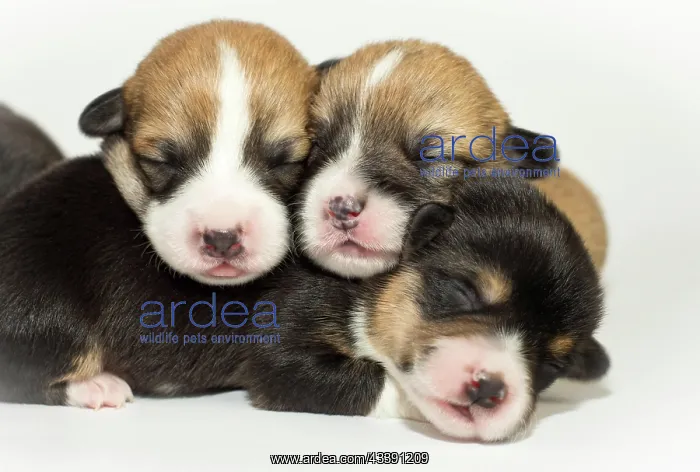 : Ten days old puppies of the Welsh Corgi Pembroke : Ten days old puppies of the Welsh Corgi Pembroke