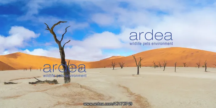 : Dead Acacia erioloba in Deadvlei, Namib-Naukluft : Dead Acacia erioloba in Deadvlei, Namib-Naukluft