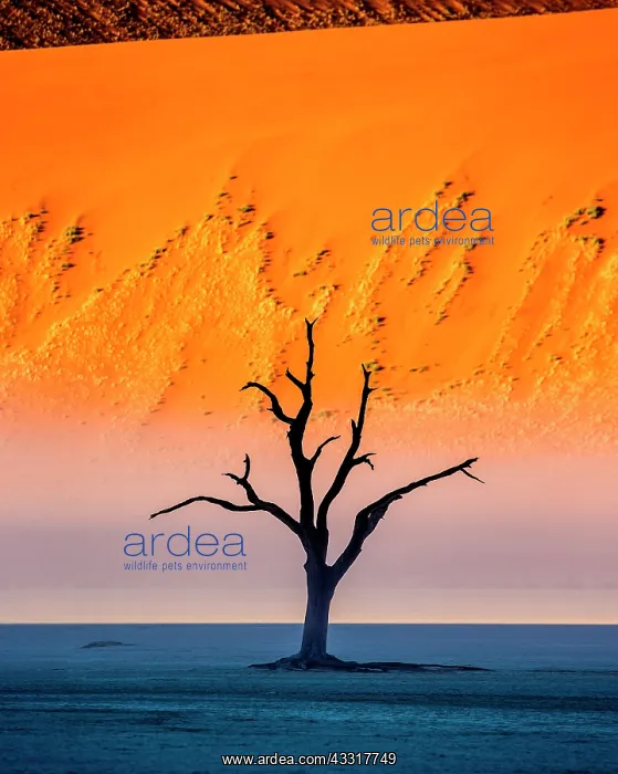 : Dead acacia tree on the background of sand dunes : Dead acacia tree on the background of sand dunes