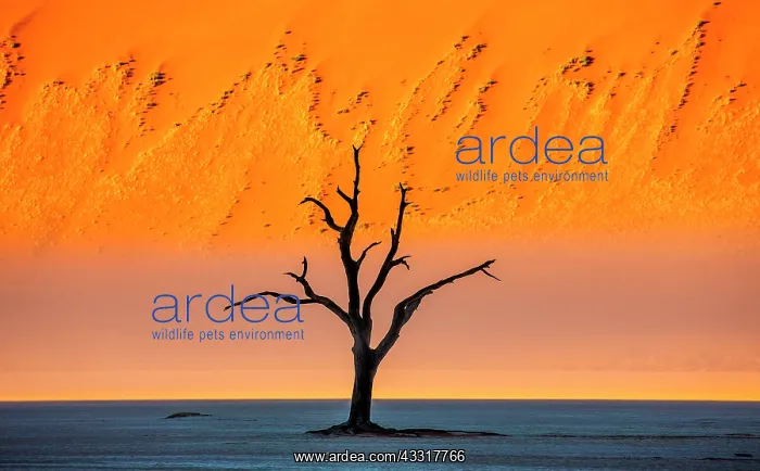 : Dead acacia tree on the background of sand dunes : Dead acacia tree on the background of sand dunes