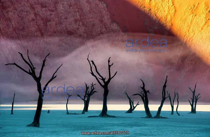 : Dead acacia trees on the background of sand dune : Dead acacia trees on the background of sand dune