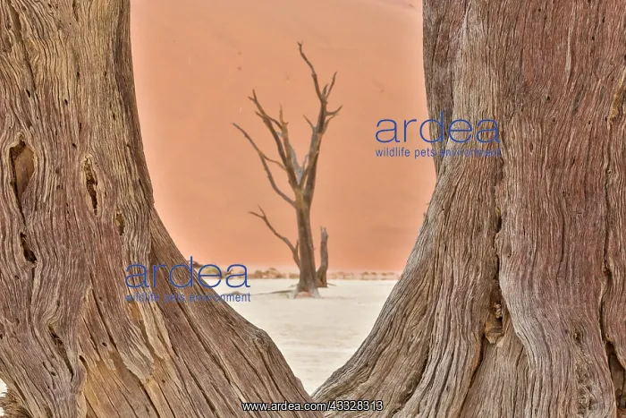: Dead acacia trees in the Namib Desert, Namibia : Dead acacia trees in the Namib Desert, Namibia