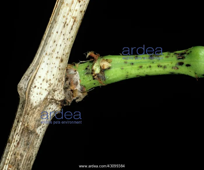 : Dead-arm or excoriose on Grapevine : Dead-arm or excoriose on Grapevine