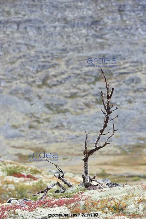 : Dead birch in the mountains in autumn, Rondane National : Dead birch in the mountains in autumn, Rondane National