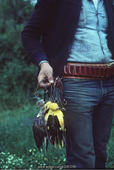 : Dead BIRDS - including golden oriole, being carried : Dead BIRDS - including golden oriole, being carried
