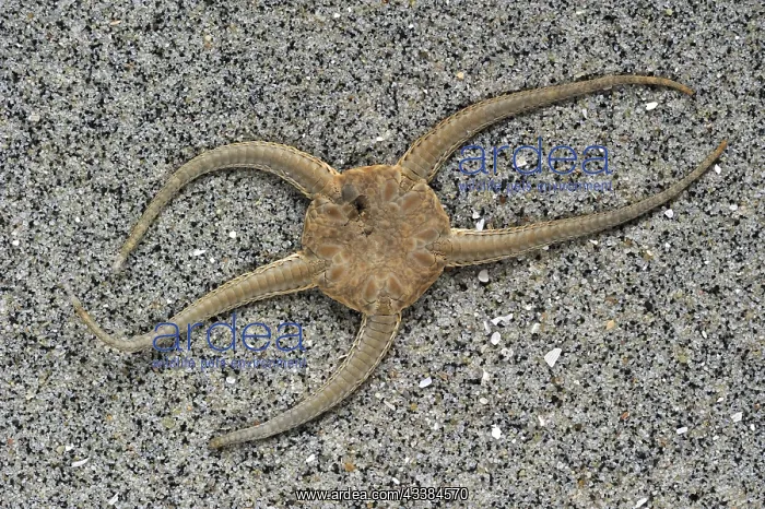 : Dead brittle star, serpent star (Ophiura ophiura) : Dead brittle star, serpent star (Ophiura ophiura)