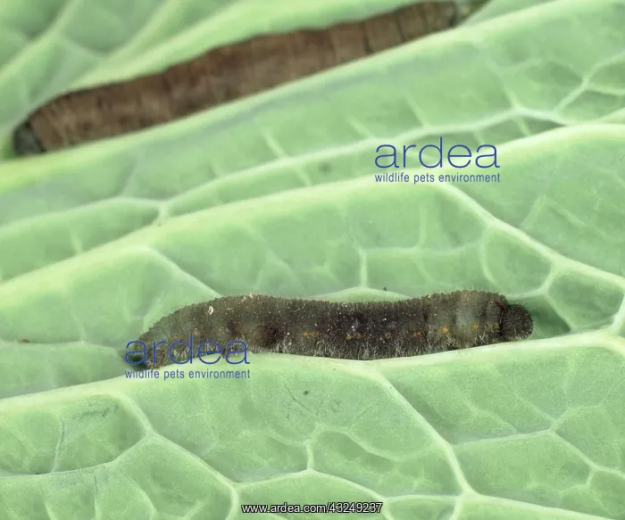 : Dead cabbage butterfly : Dead cabbage butterfly