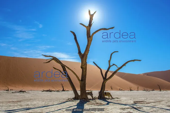 : Dead camel thorns (Acacia erioloba) in front of : Dead camel thorns (Acacia erioloba) in front of