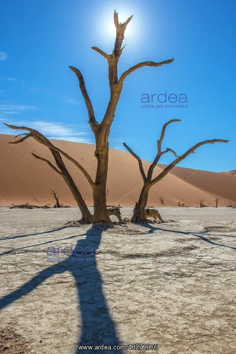 : Dead camel thorns (Acacia erioloba) in front of : Dead camel thorns (Acacia erioloba) in front of