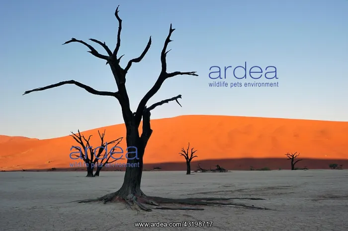: Dead camelthorn trees (Acacia erioloba) in Deadvlei : Dead camelthorn trees (Acacia erioloba) in Deadvlei