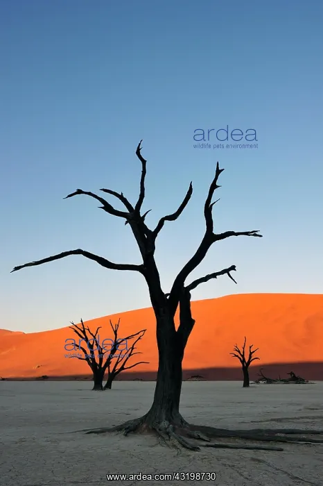 : Dead camelthorn trees (Acacia erioloba) in Deadvlei : Dead camelthorn trees (Acacia erioloba) in Deadvlei