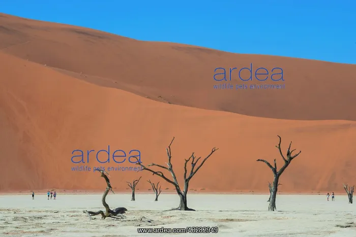 : Dead camelthorn trees (Acacia erioloba) off sand : Dead camelthorn trees (Acacia erioloba) off sand