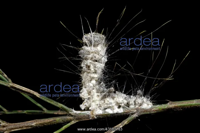 : Dead caterpillar with parasitic fungus : Dead caterpillar with parasitic fungus