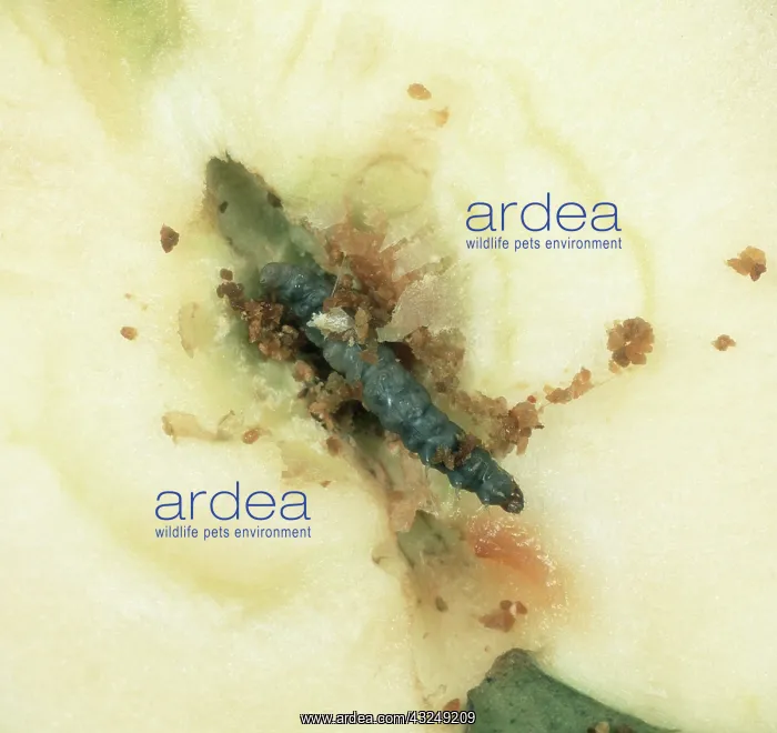: Dead Codling Moth larva : Dead Codling Moth larva