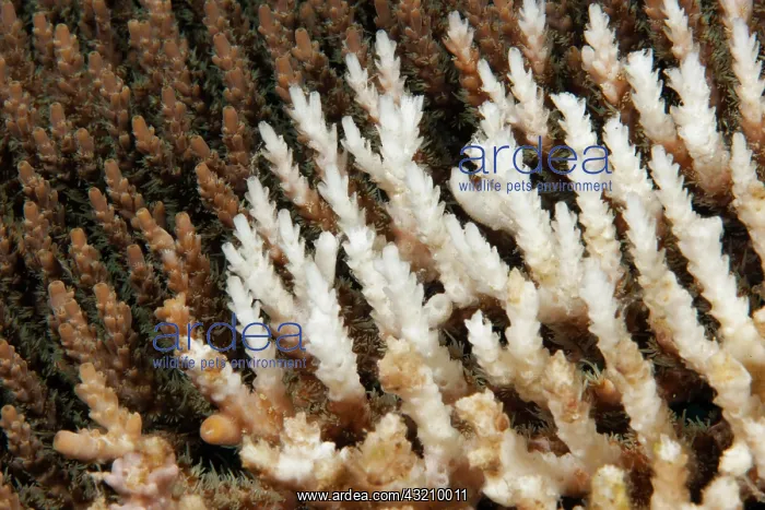 : Dead coral, Stony Coral (Acropora), detail, Great : Dead coral, Stony Coral (Acropora), detail, Great