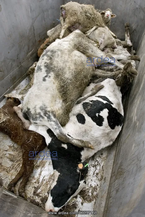 : Dead cows and sheep in the bucket of the renderer : Dead cows and sheep in the bucket of the renderer