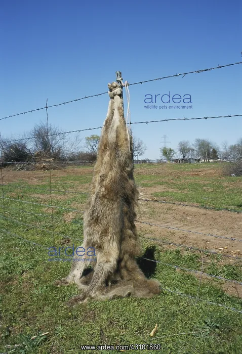: Dead Coyote : Dead Coyote