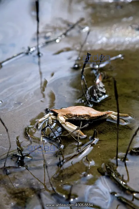 : Dead Crab. Dead crab in oil-contaminated water : Dead Crab. Dead crab in oil-contaminated water