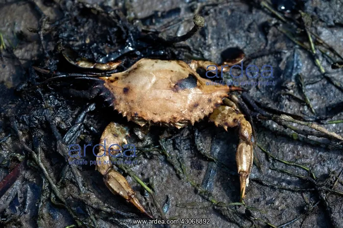 : Dead Crab. Dead crab in oil-contaminated water : Dead Crab. Dead crab in oil-contaminated water