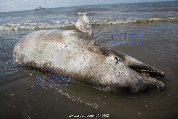 : Dead Dolphin on Gulf Beach : Dead Dolphin on Gulf Beach
