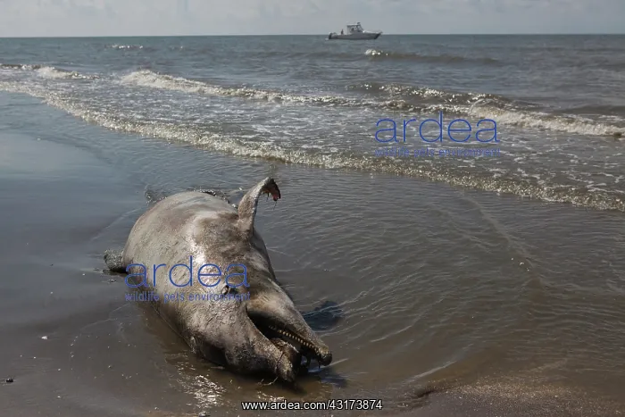 : Dead Dolphin on Gulf Beach : Dead Dolphin on Gulf Beach