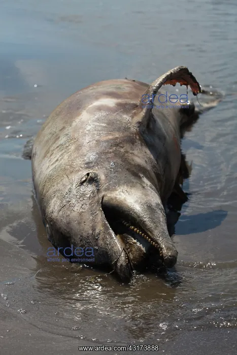  : Dead Dolphin on Gulf Beach