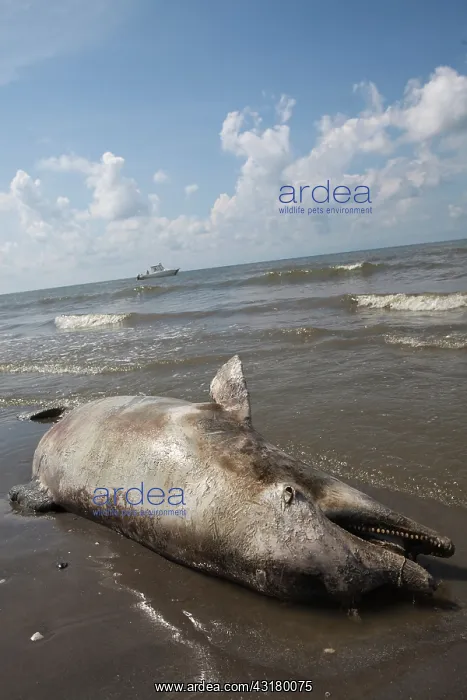 : Dead Dolphin on Gulf Beach : Dead Dolphin on Gulf Beach