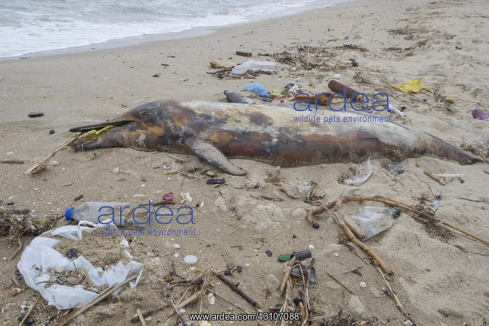 : Dead Dolphin washed up on the sandy beach is surrounded : Dead Dolphin washed up on the sandy beach is surrounded
