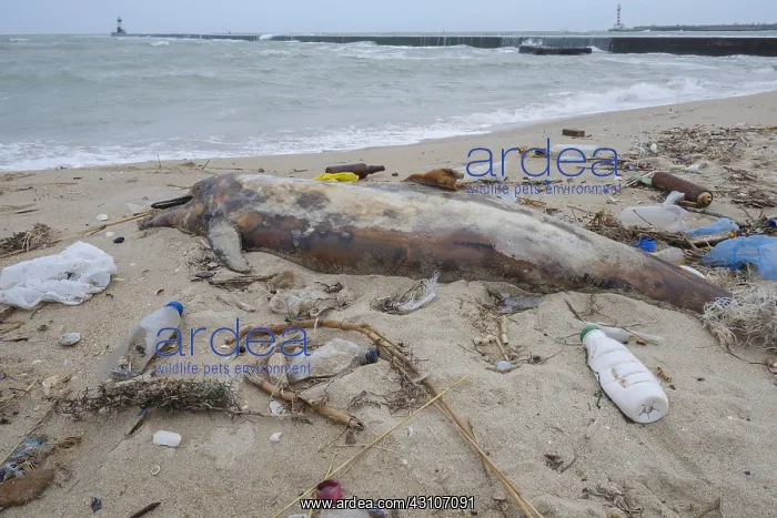 : Dead Dolphin washed up on the sandy beach is surrounded : Dead Dolphin washed up on the sandy beach is surrounded