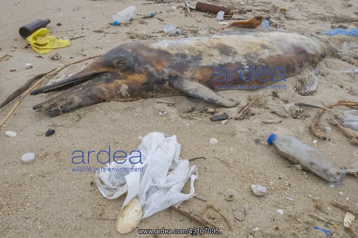 : Dead Dolphin washed up on the sandy beach is surrounded : Dead Dolphin washed up on the sandy beach is surrounded
