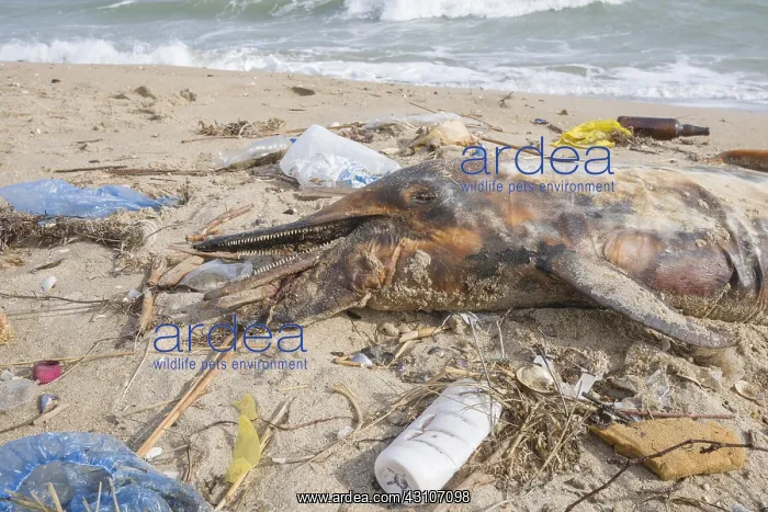 : Dead Dolphin washed up on the sandy beach is surrounded : Dead Dolphin washed up on the sandy beach is surrounded