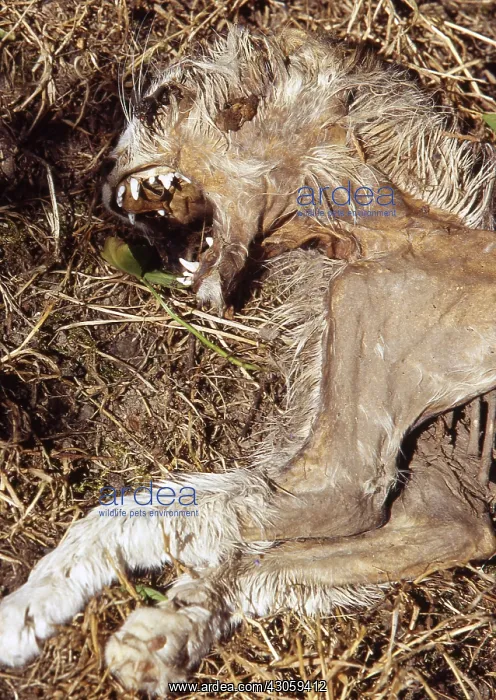 : Dead and dried out cat : Dead and dried out cat