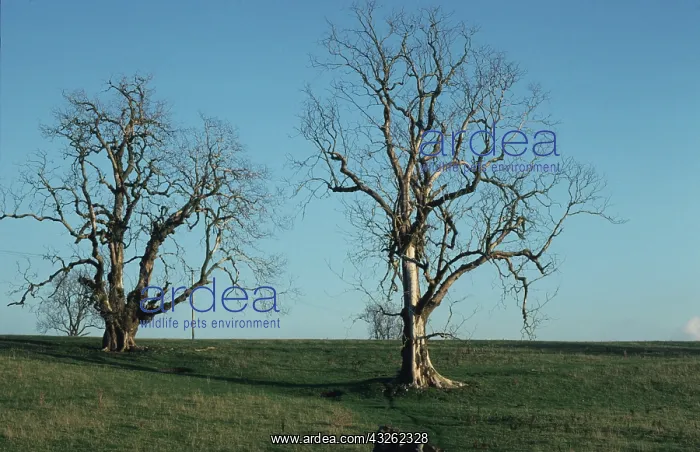 : Dead Elm Tree : Dead Elm Tree