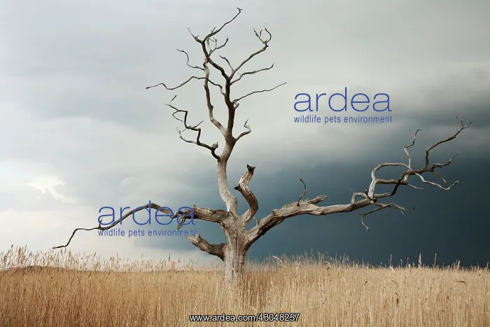 : Elm. Dead Elm tree, Ulmus procera, standing against grey, cloudy sky in open area of reeds : Elm. Dead Elm tree, Ulmus procera, standing against grey, cloudy sky in open area of reeds