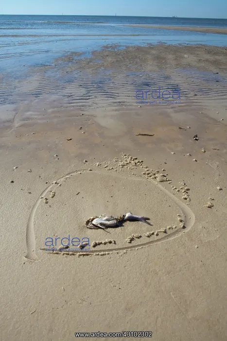 : Dead Fish. Dead fish on the beach in Gulfport Mississippi where crews continue : Dead Fish. Dead fish on the beach in Gulfport Mississippi where crews continue