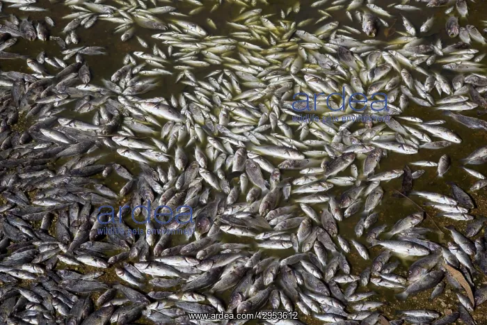  : Dead fish in a dried up river bed
