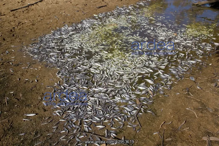 : Dead fish in a dried up river bed : Dead fish in a dried up river bed
